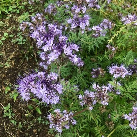 Phacelia - Saanich Organics