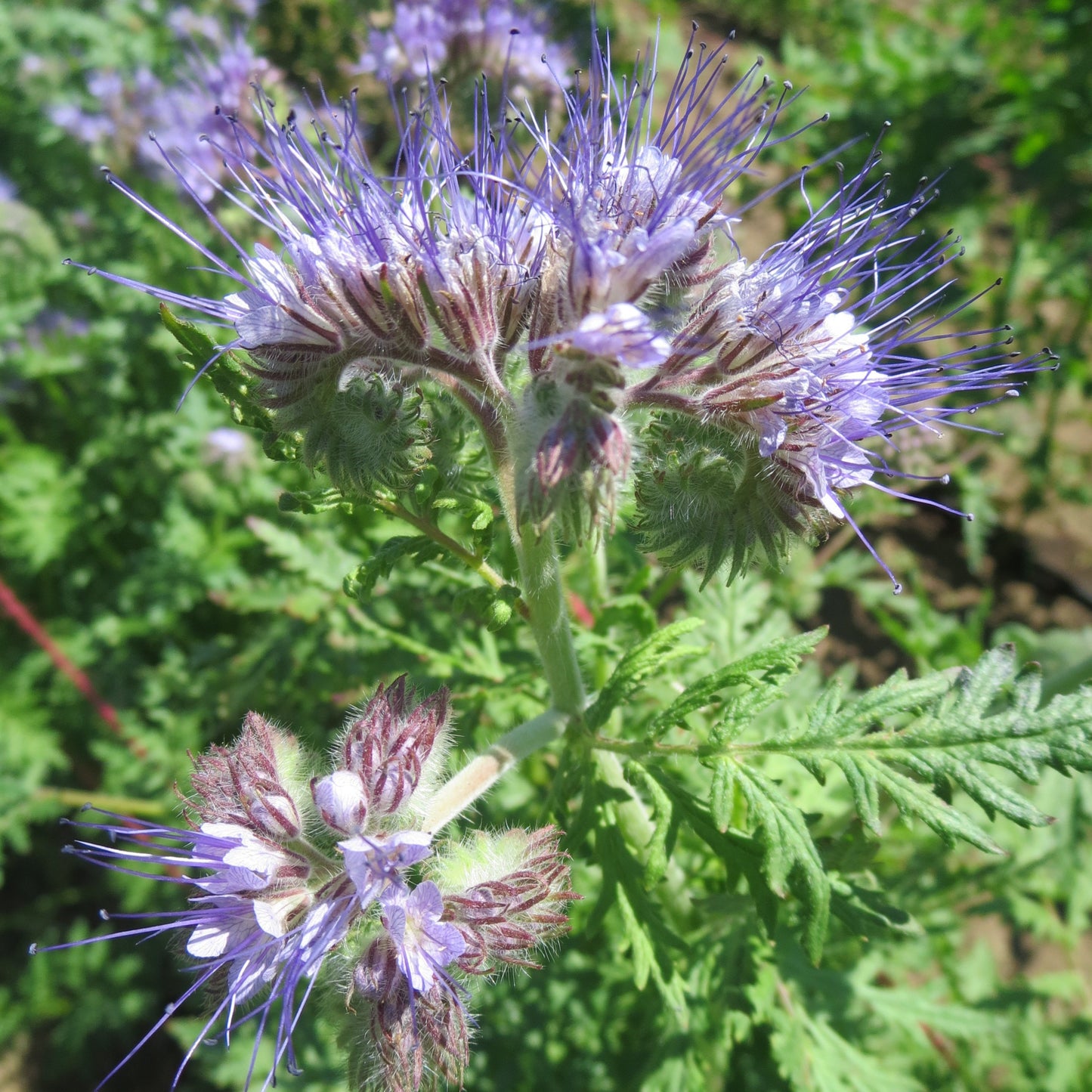 Phacelia - UBC Farm
