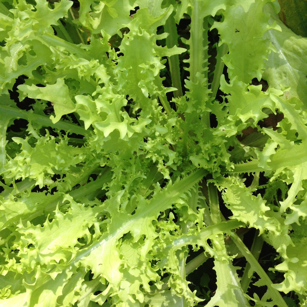 Bianca Riccia Frisée