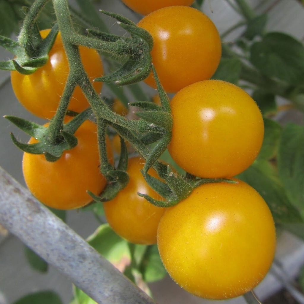 Galina Cherry Tomato CO