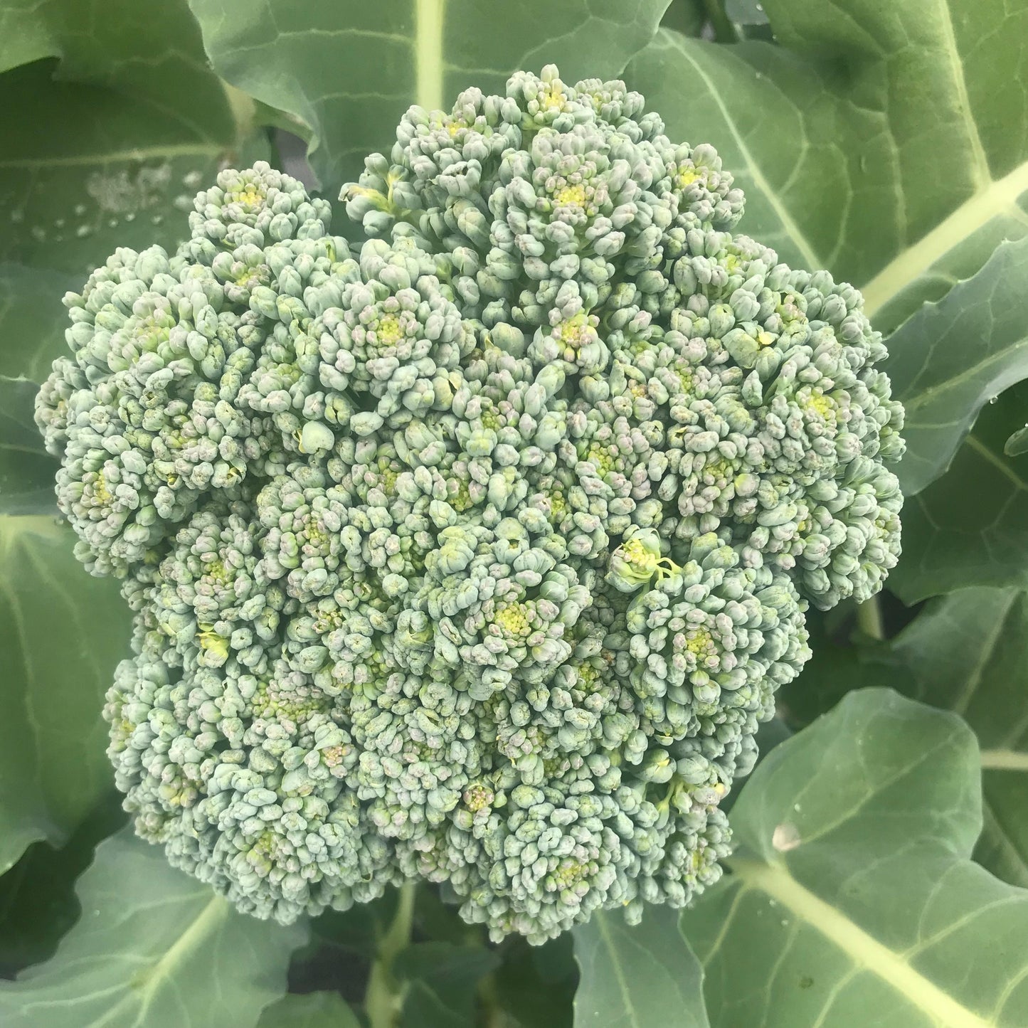 Green Goliath
