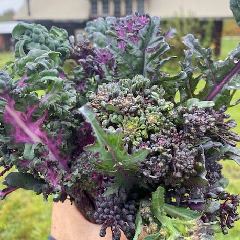 Purple Peacock Broccoli CO