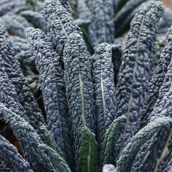 Black Magic Kale CO