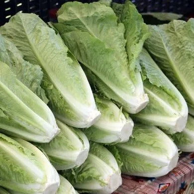 Coastal Star Lettuce CO