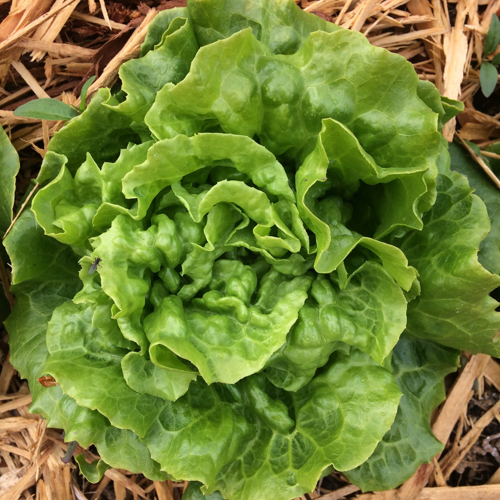 Dutch Winter Lettuce CO