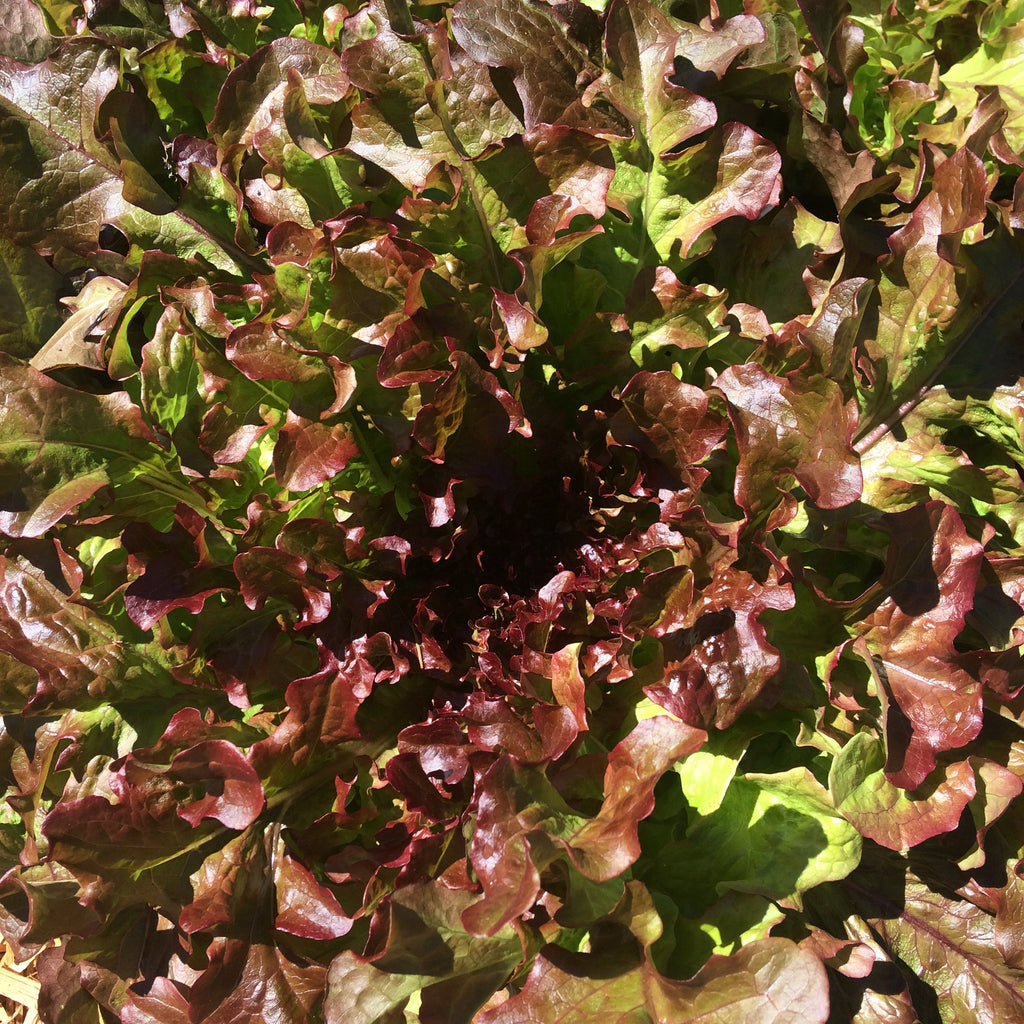 Sunfire Lettuce CO