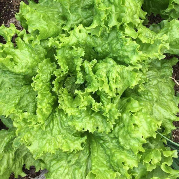 Grand Rapids Lettuce CO