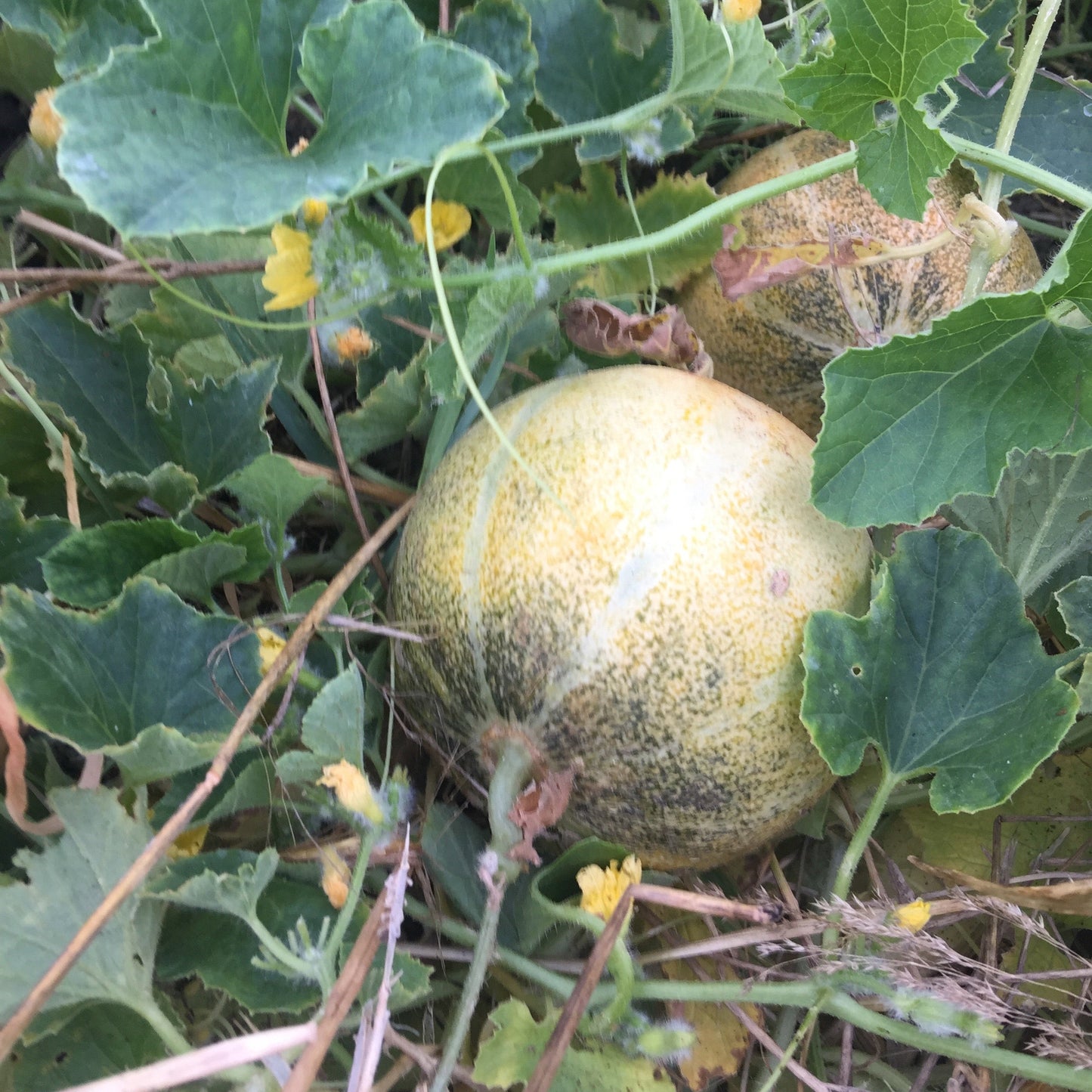 Petit Gris de Rennes