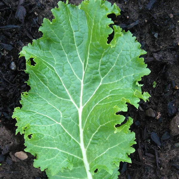 Green Wave Mustard CO