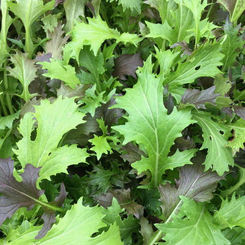 Heavenly Mustard Mix