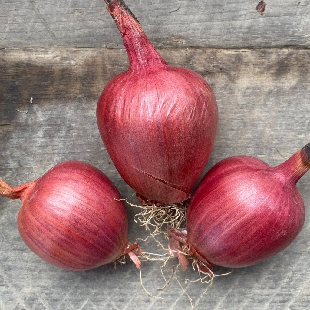 Rossa di Milano Onion CO