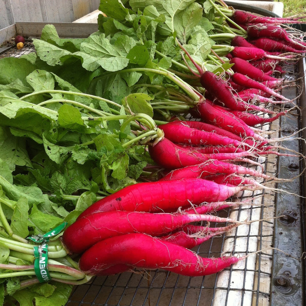 Ostergruss Radish CO