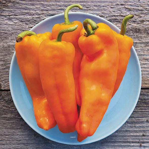 Lively Italian Sweet Orange Pepper CO