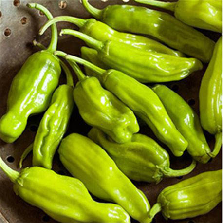 Golden Greek Pepperoncini Pepper CO