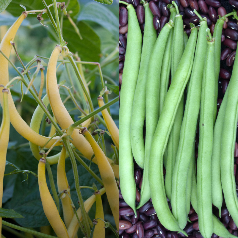 Rocdor & Provider Mix Snap Bean CO