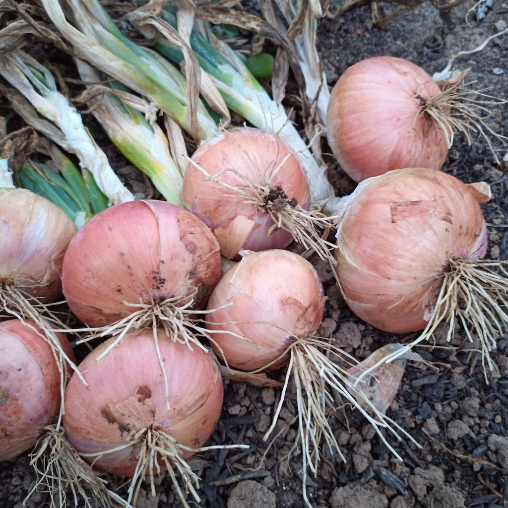 Sabotka Shallot