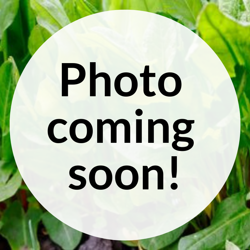 French Sorrel