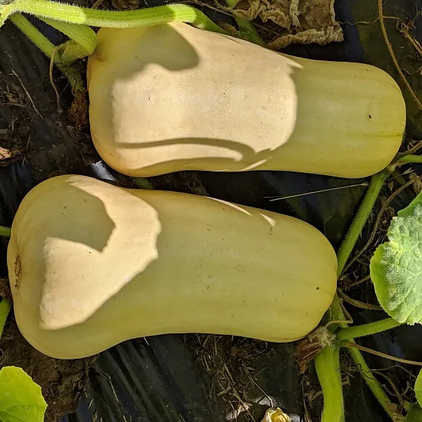 Waltham Butternut Squash CO