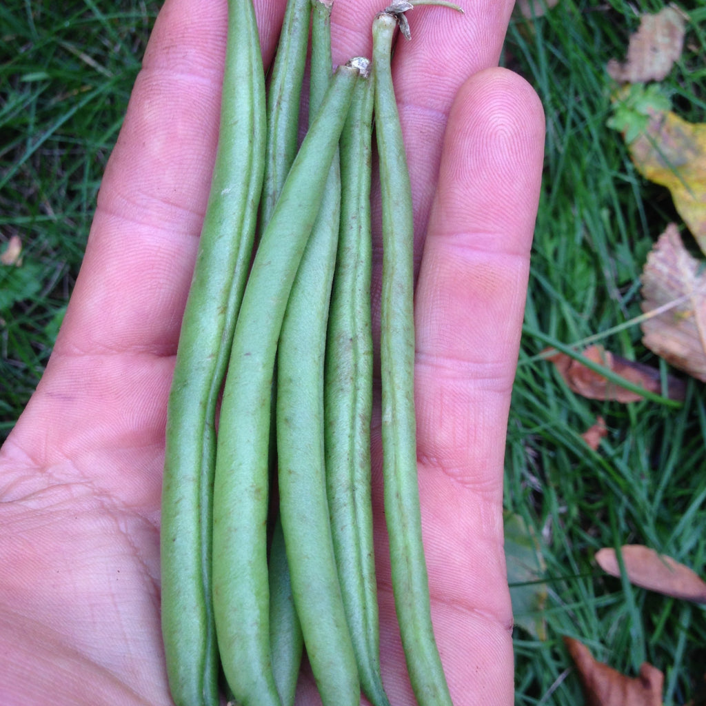 Straight and Narrow Bush Bean CO