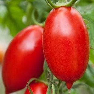 Amish Paste Tomato CO