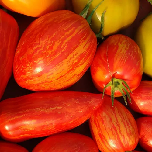 Speckled Roman Tomato CO - Saanich Organics