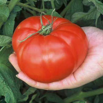 Pink Brandywine Tomato – BC Eco Seed Co-op