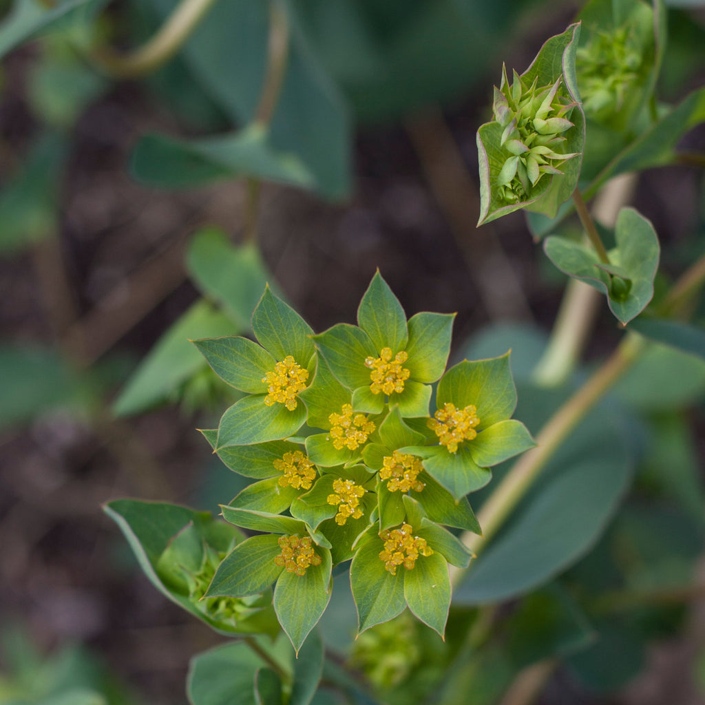 Green Gold Bupleurem CO