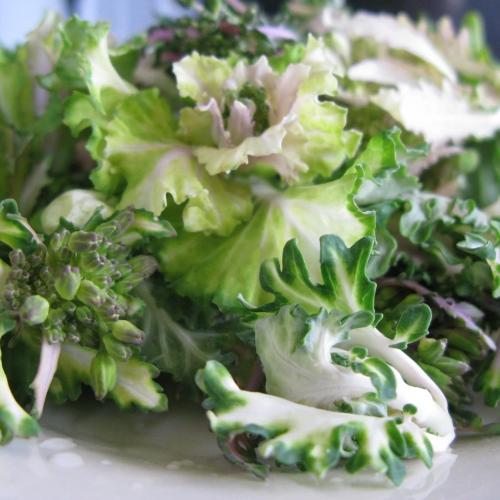 White Winter Sprouts - CO