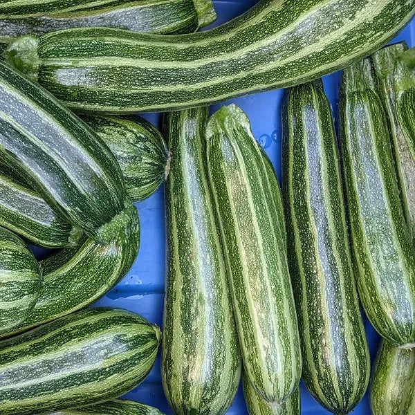 Cocozelle Zucchini