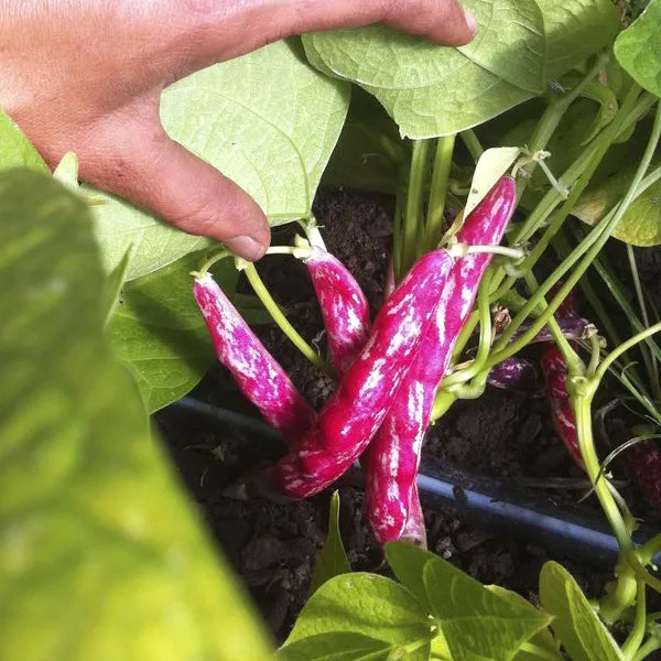 Flambo Bush Bean CO
