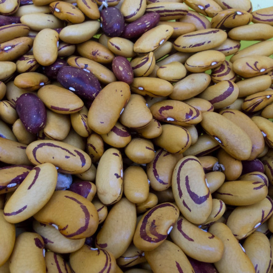 Tiger's Eye Dry Bush Bean CO