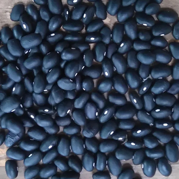 Black Bush Bean CO