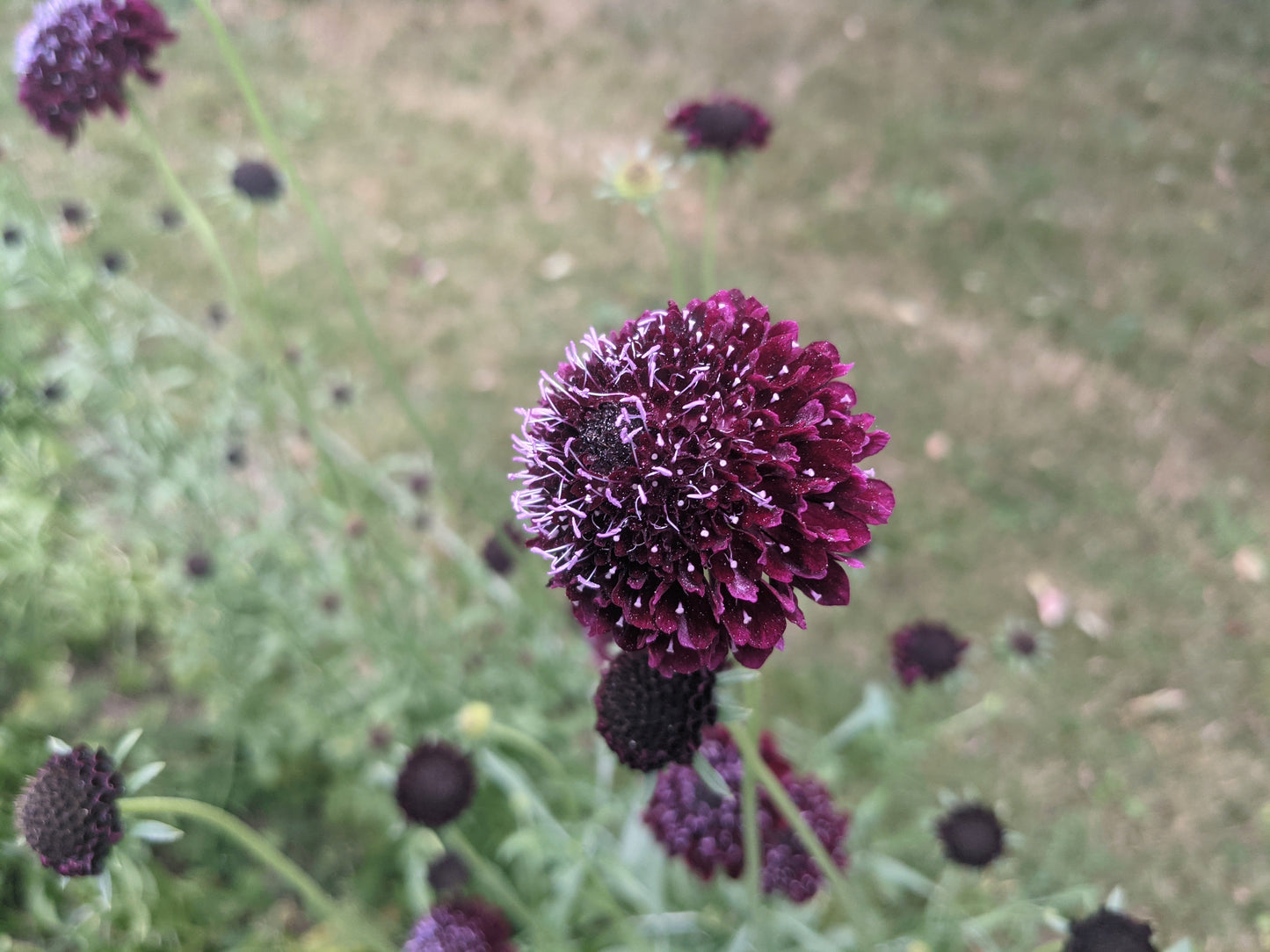 Black Knight Scabiosa
