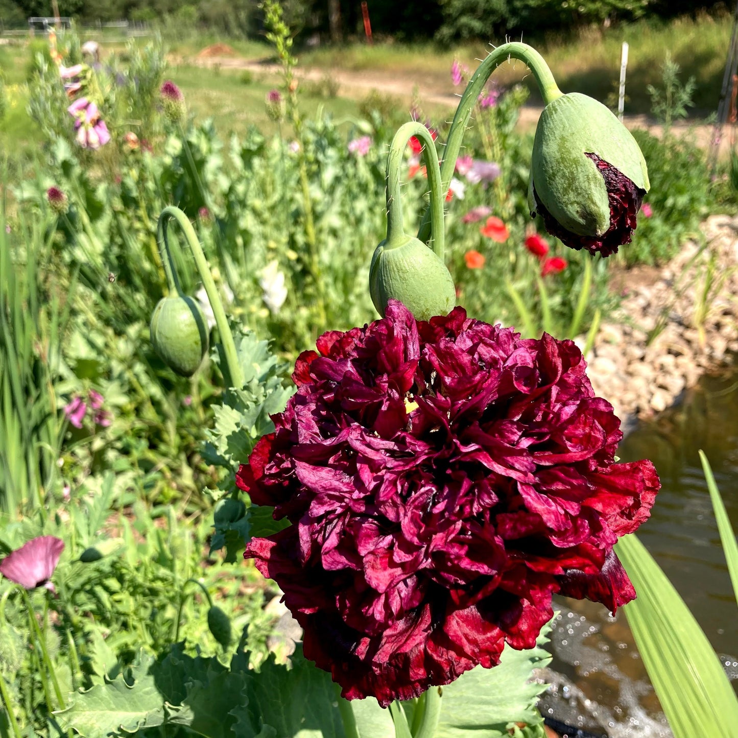 Black Peony