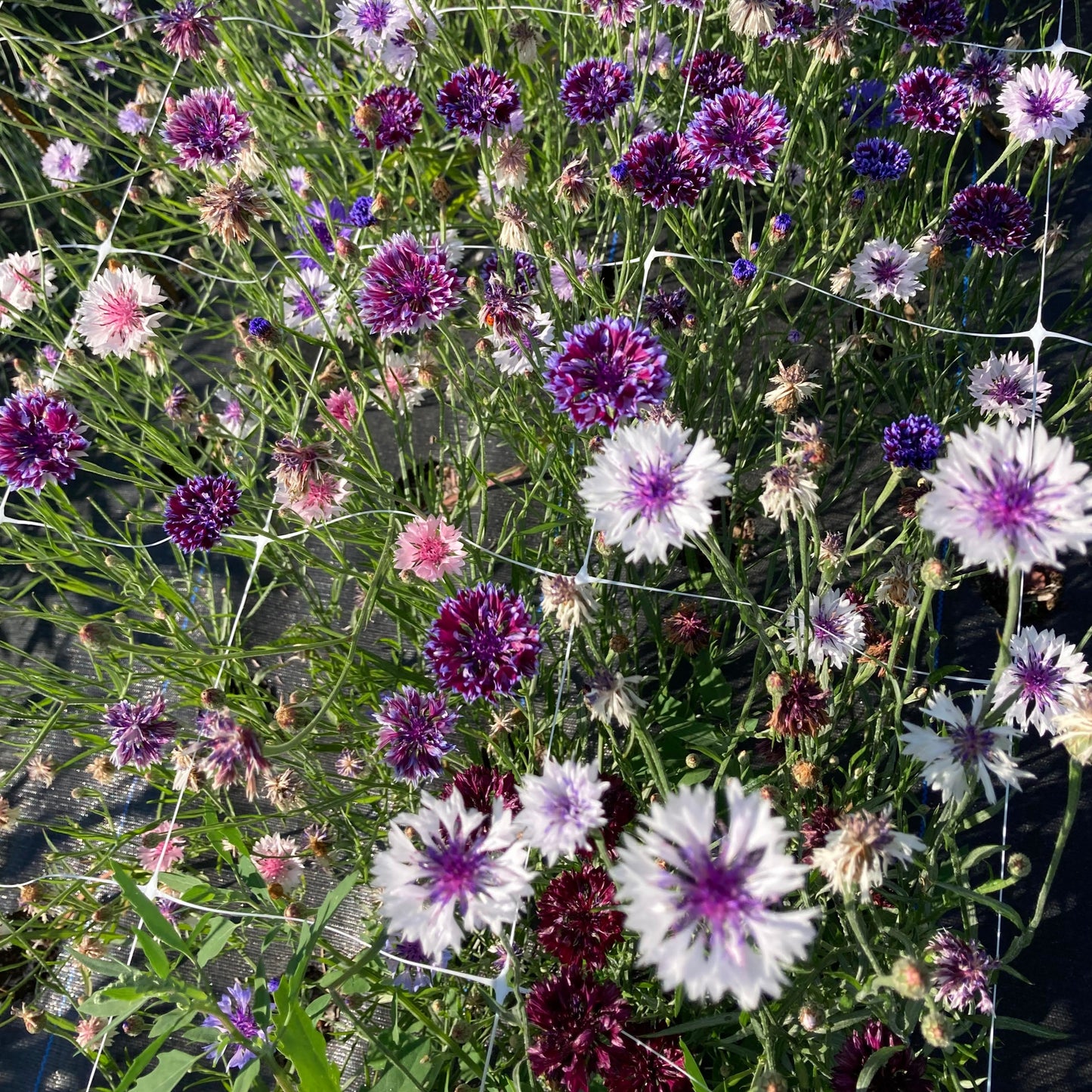 Frosty Mix Bachelor's Buttons CO