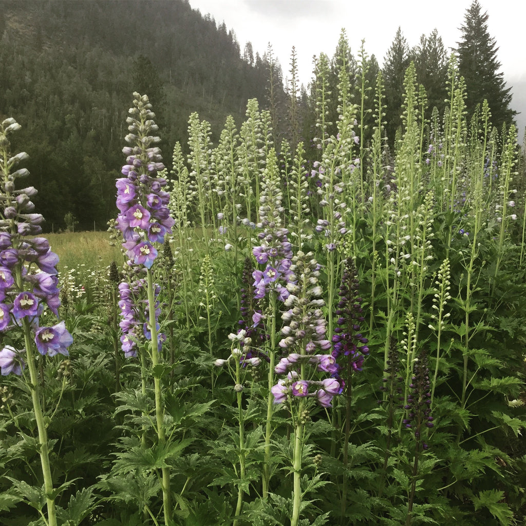 Pacific Giants Mix Delphinium CO