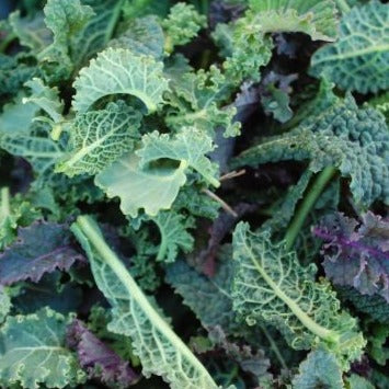 Kale Breeding Mix