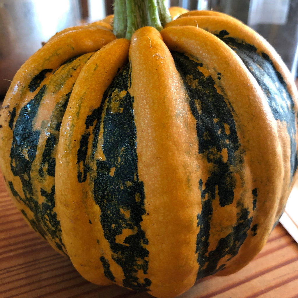 Kamo Kamo Winter Squash CO