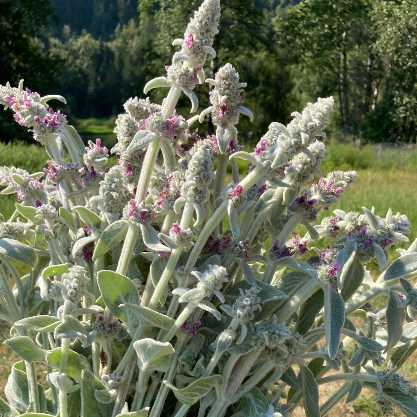Lamb's Ear
