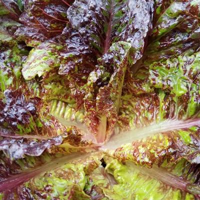 Camo Savoy Gem Lettuce