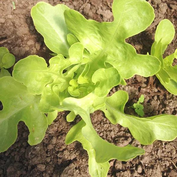 Bridgemere Lettuce CO