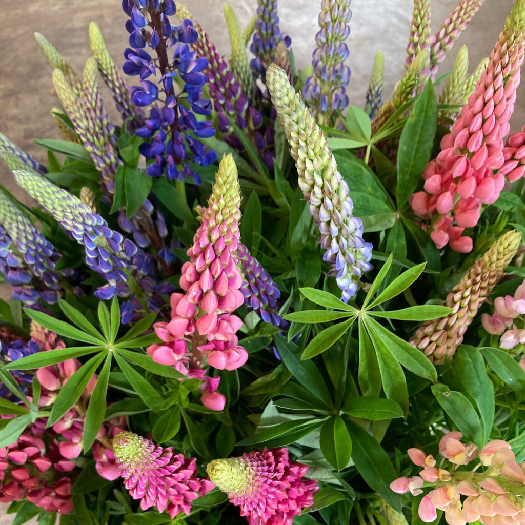 Farm Mix Lupin CO