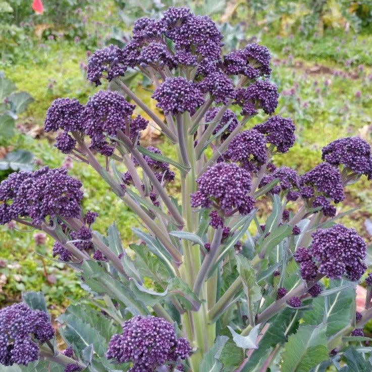 winter broccoli seeds for planting Winter Wonder Purple Sprouting Broccoli – BC Eco Seed Co-op