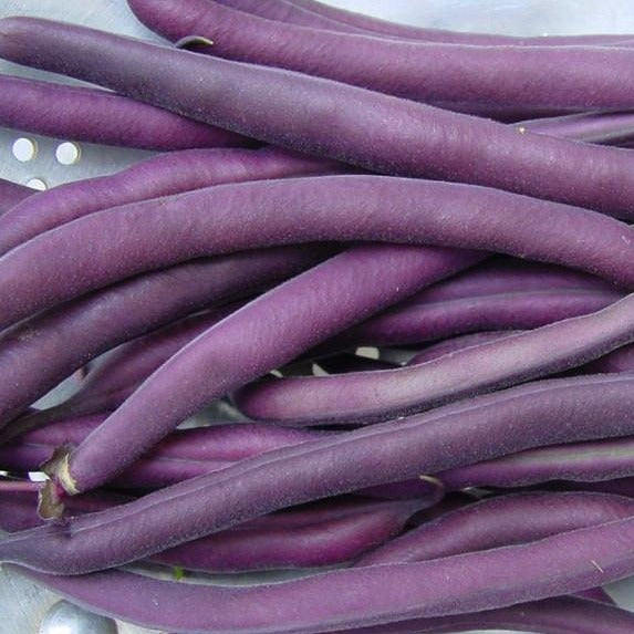 Royal Burgundy Bush Bean CO