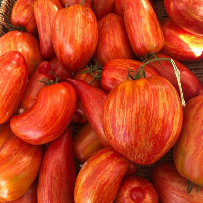 Striped Roma Tomato CO