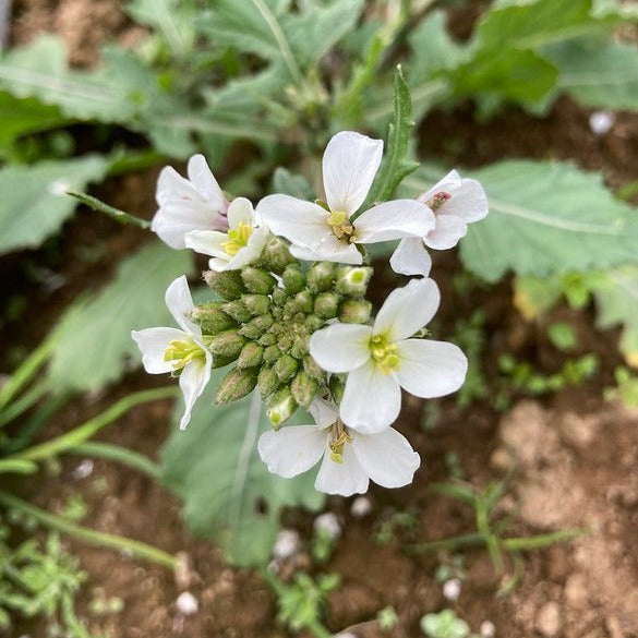 Wasabi Arugula CO