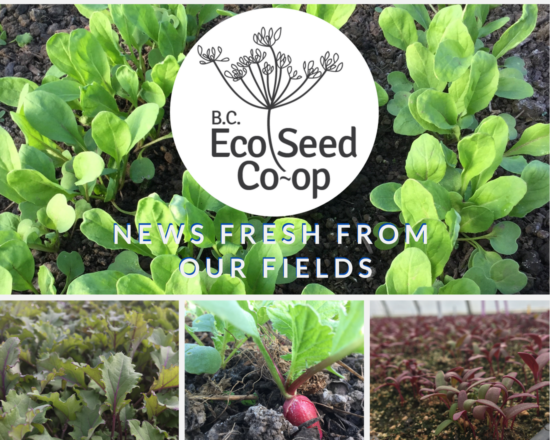 March newsletter message from all of us at the BC Eco Seed Co-op