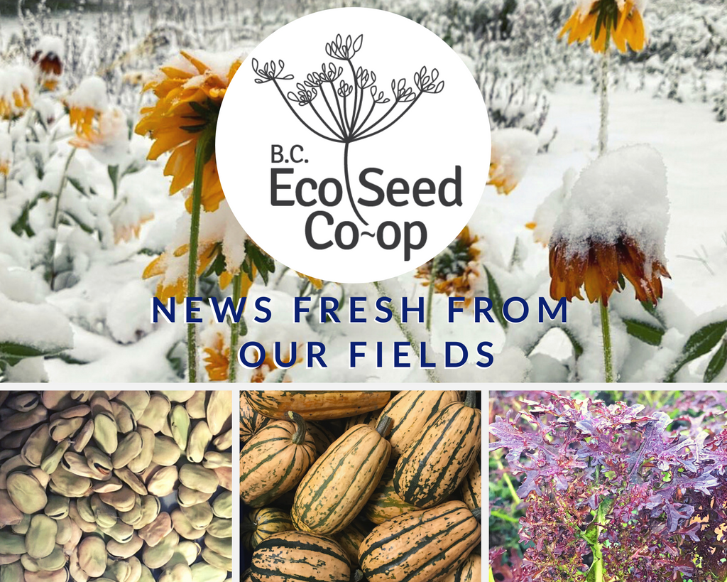 December newsletter now in your inbox!