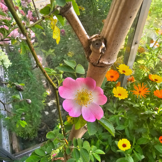 June 2025 Newsletter