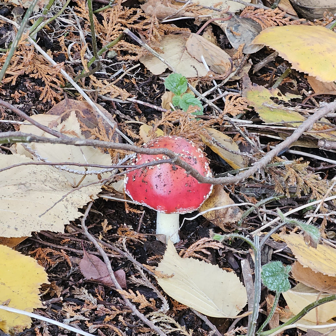 November 2025 newsletter